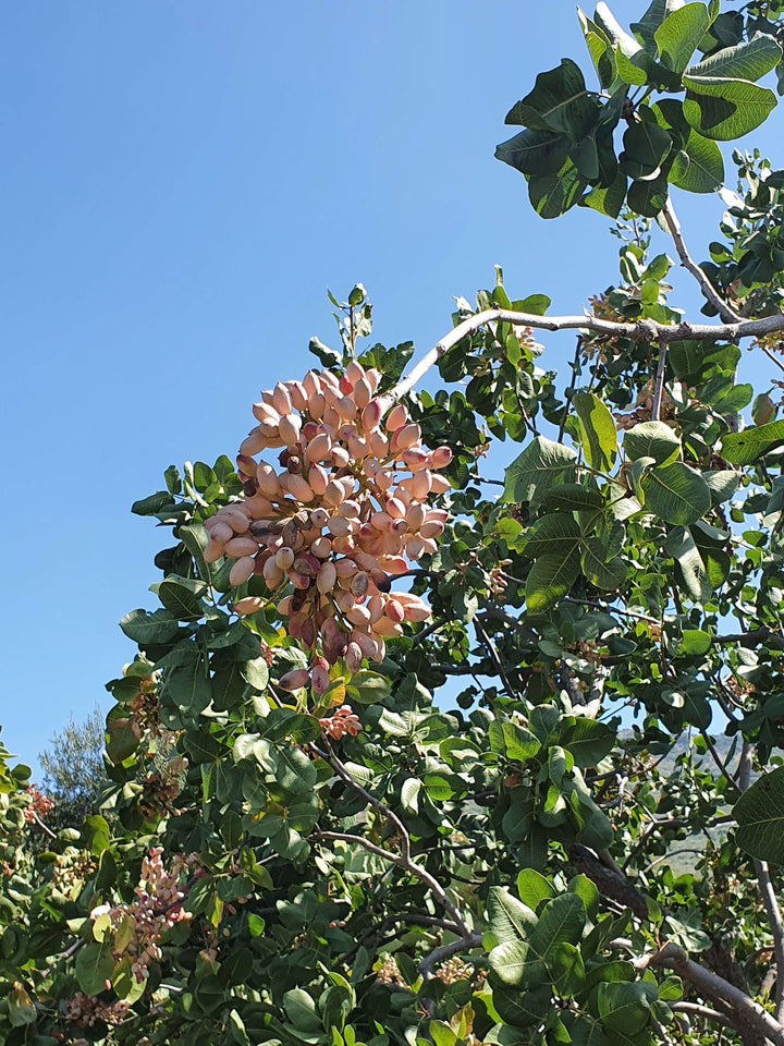 reife Pistazien am Baum im Herbst des Erntejahres